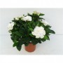 Gardenia Jasminoides M-13