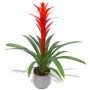 Guzmania M-15