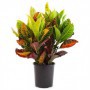 Croton petra M-13