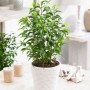 Ficus Benjamina M-14