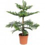 Araucaria M-14