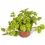 Planta del dinero M-15 (plectranthus)