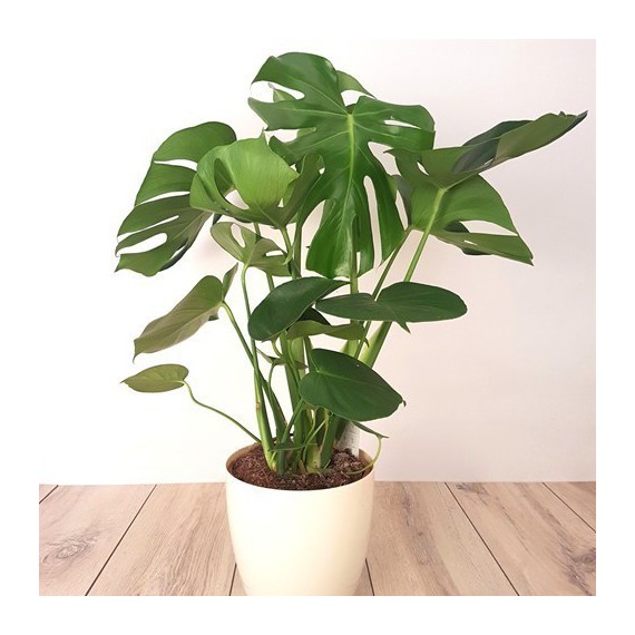 Monstera M-17