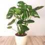 Monstera M-17