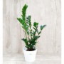 Zamioculcas M-17