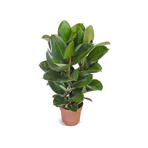 Ficus Robusta 3 Troncos M-17