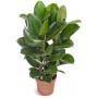 Ficus Robusta 3 Troncos M-17