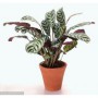 Calathea M-17