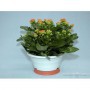 Kalanchoe M-21