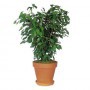 Ficus Benjamina