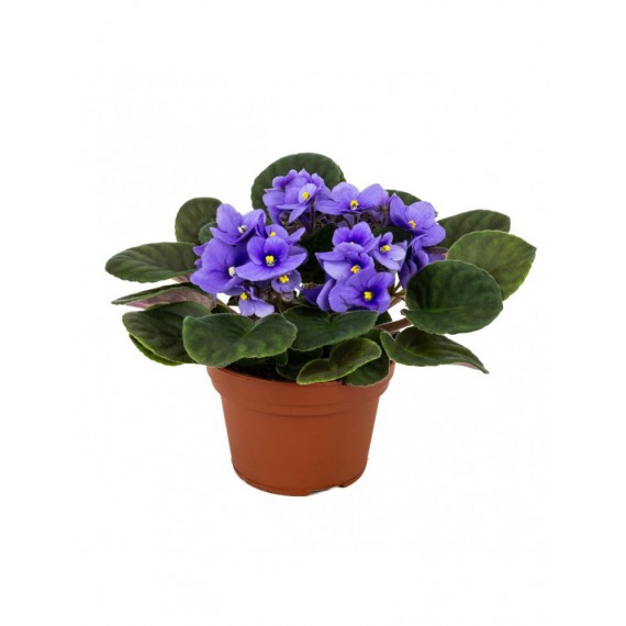 Planta Saintpaulia Violeta Africana por 4,50€ en Viveros Laraflor