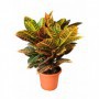 Croton Petra M-17