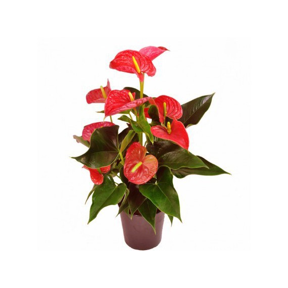 Anthurium M-18