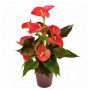 Anthurium M-18