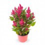 Celosia Caracas