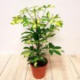 Schefflera Gold Capella