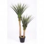 Yucca 2 troncos