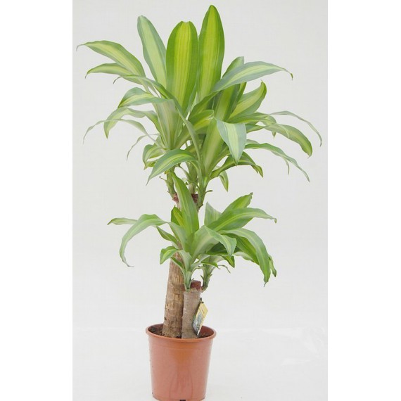 Dracaena Massangeana 2 troncos