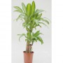 Dracaena Massangeana 2 troncos