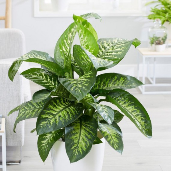 Planta Dieffenbachia tropic por 39,50€ en Viveros Laraflor