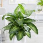 Dieffenbachia tropic M-25 1 metro