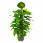 Potto Tutor 80CM