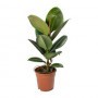 Ficus robusta 1 tronco