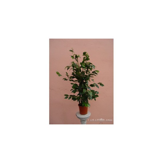 Ficus Benjamina 90 cm