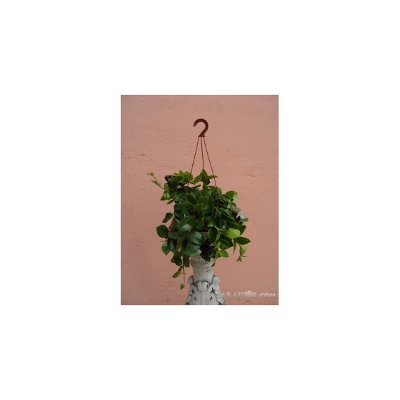 Aeschynanthus