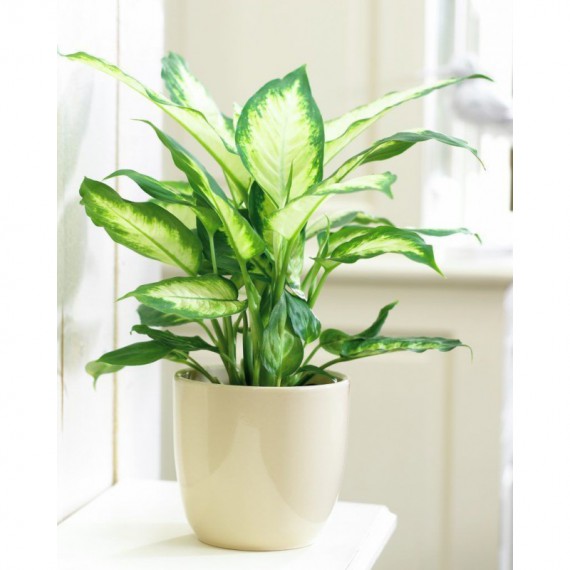 Dieffenbachia M13
