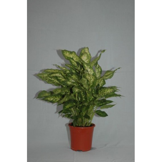 Dieffenbachia M17