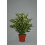 Dieffenbachia M17