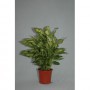 Dieffenbachia compacta M17