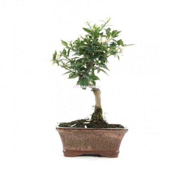 Bonsái NARANJO 10 años Citrus myrtifolia