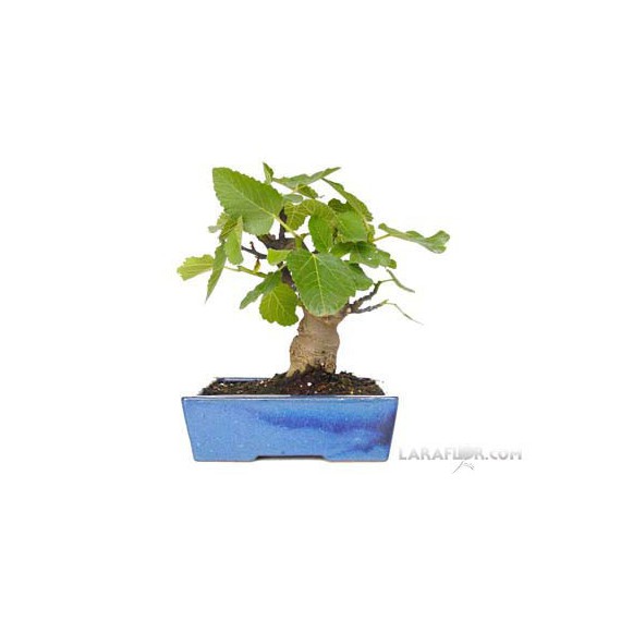 Bonsái HIGUERA 9 años Ficus Carica