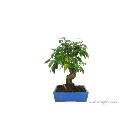 Bonsái MANZANO 10 años Malus sp.