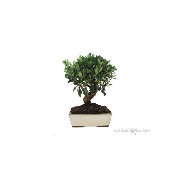 Bonsái OLIVO 10 años Olea europaea