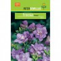 Bulbo Freesia Doble Azul