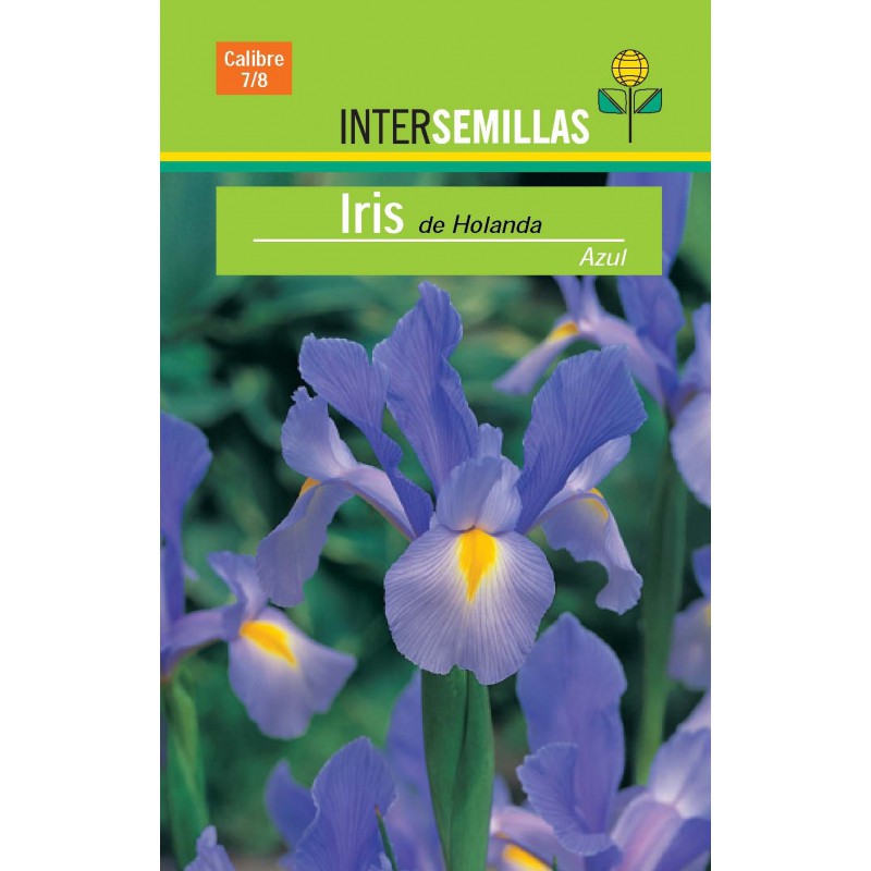Bulbos Iris de Holanda azul fuerte Batlle 
