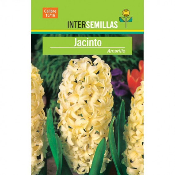 Bulbo Jacinto Amarillo