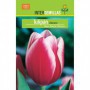 Bulbo Tulipán Darwin Rojo Borde Blanco