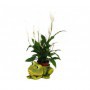 Rana con macetero y planta
