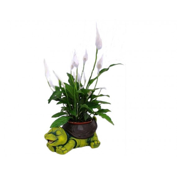 Tortuga con macetero y planta