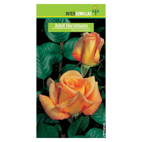 Rosal Adolf Horstmann Grandiflora