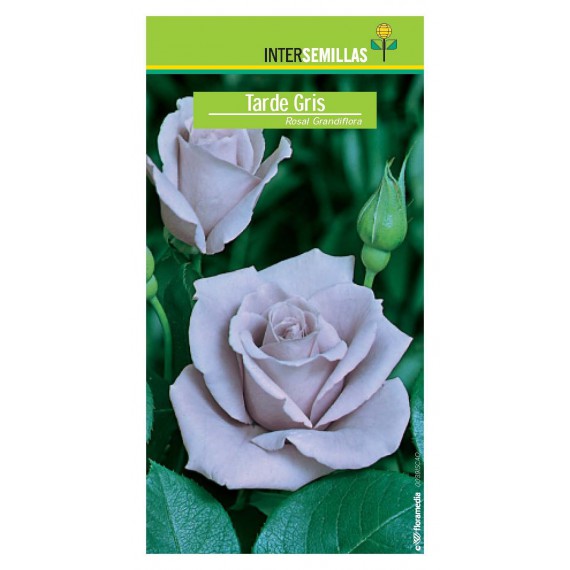 Rosal Lady X Grandiflora