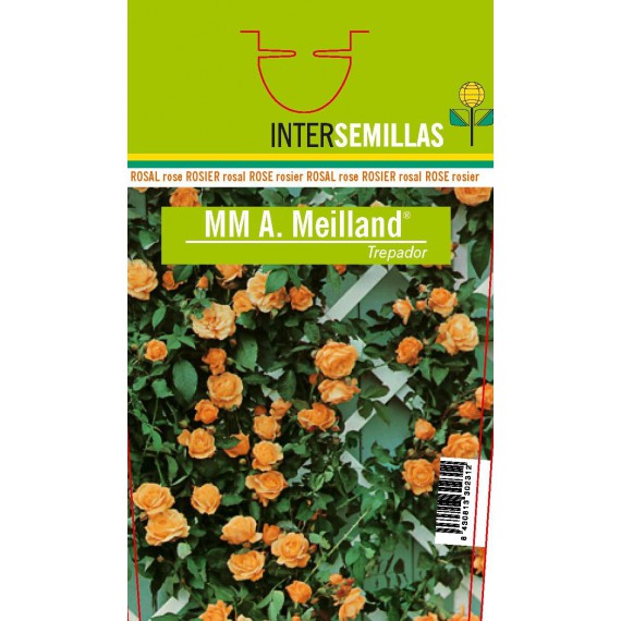 Rosal trepador MM. A. Meillan