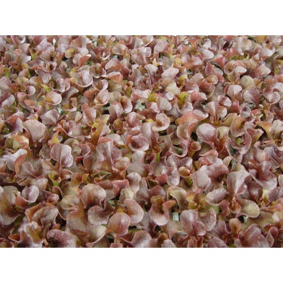Lechuga Hoja de roble