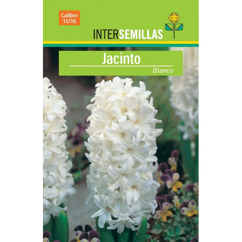 Bulbo Jacinto Blanco en Viveros Laraflor Bulbo Jacinto Blanco en Viveros Laraflor