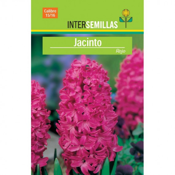 Bulbo Jacinto Rojo
