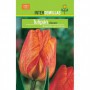 Bulbo Tulipán Darwin Amarillo con Estrías